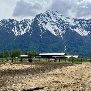 Highland Cattle Enclosure