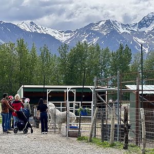 Alpacas and Guests