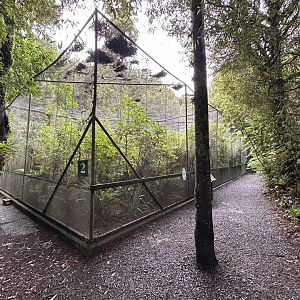 Red-crowned Kakariki Aviary