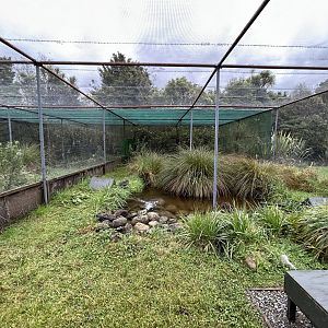 Whio Aviaries