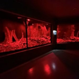 Northern Brown Kiwi Exhibit #1