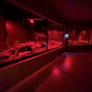 Northern Brown Kiwi Exhibit #2