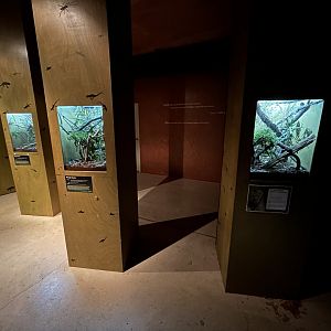 Gecko Exhibits (2 Species)