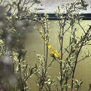 Auckland Green Gecko