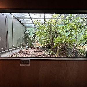 Tuatara Exhibit