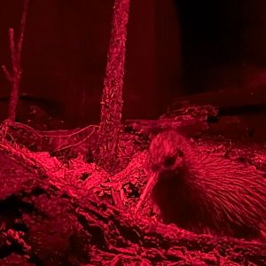 Northern Brown Kiwi