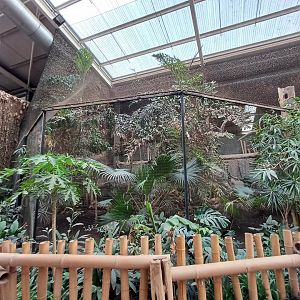 Rhinoceros Hornbill- Aviary