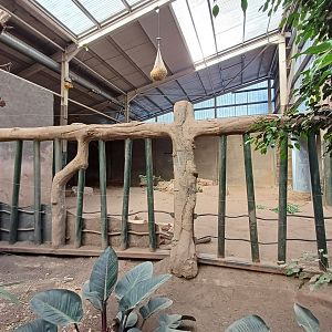 Asian Elephant- Indoor viewing 3