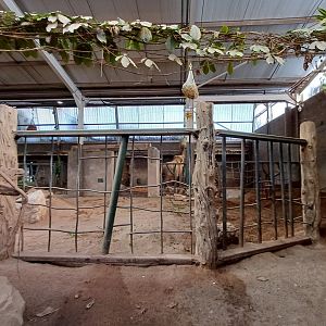 Asian Elephant- Indoor viewing 1