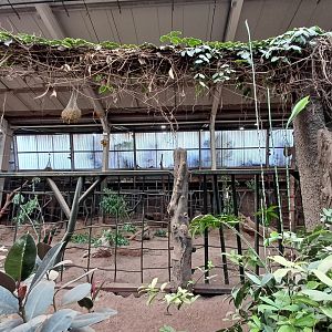 Asian Elephant- Indoor viewing 2