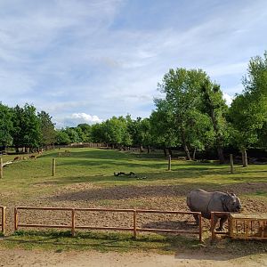 Indian Rhinoceros- Enclosure