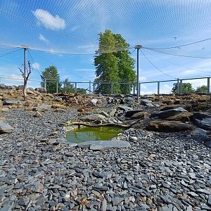 Snow Leopard- Enclosure