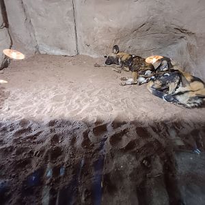 African Wild Dogs- Indoor viewing