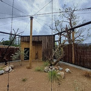 Vereaux's Eagle Owl- Aviary