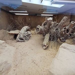 Meerkat- Indoor area