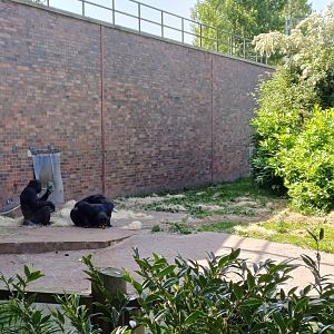 Chimpanzee's enjoying lunch