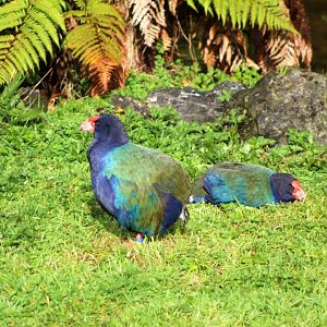 South Island Takahe