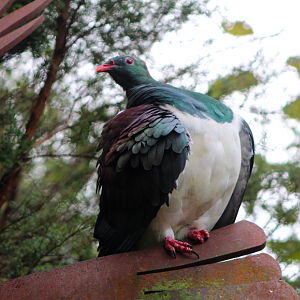 New Zealand Wood Pigeon
