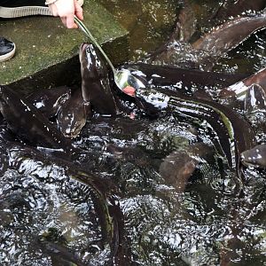Longfin Eel Feeding