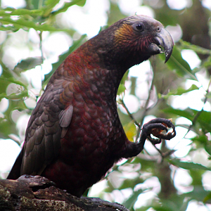 North Island Kaka