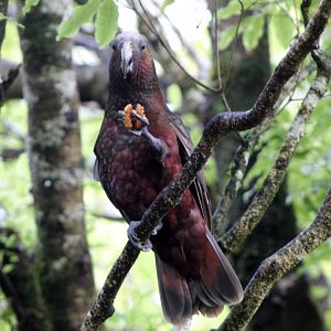 North Island Kaka