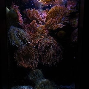 Tank for ocellated anemonefish and Link's goby