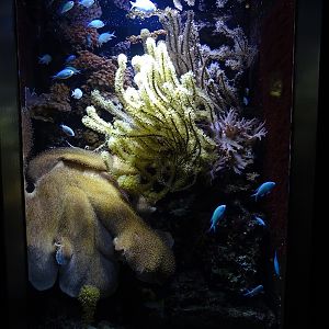 Tank for bluegreen damselfishes