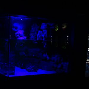 Tank for blind cave tetra