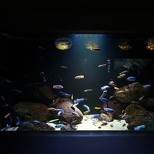 Tank for zebra mbuna and scrapermouth mbuna