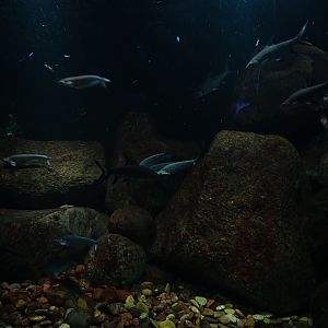 Tank for Burmese archerfish and others