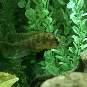 Ishmael's Cichlid (Haplochromis ishmaeli)