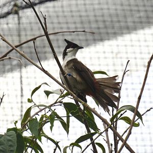 Red-whiskered bulbul