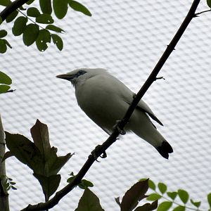 Bali myna