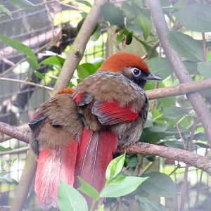 Red-tailed laughingthrush