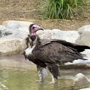 Hooded vulture
