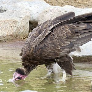 Hooded vulture
