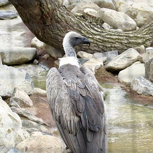 White-backed vulture