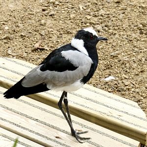 Blacksmith plover