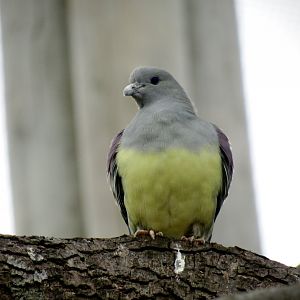 Bruce’s green pigeon