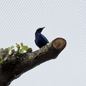 Purple starling