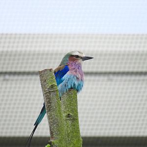 Lilac-breasted roller