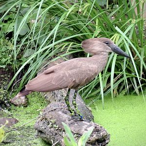 Hamerkop