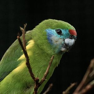 Macleay's Fig Parrot (Cyclopsitta diophthalma macleayana)