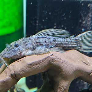 Spiny Monster Pleco (Pseudacanthicus spinosus, L096)