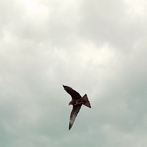 Black or yellow billed kite 290525