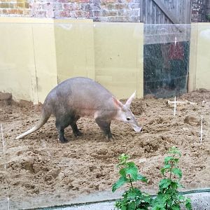 Aardvark outside 290525