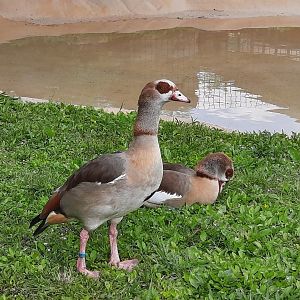 Egyptian Geese