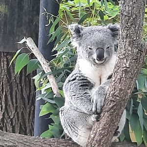 Koala