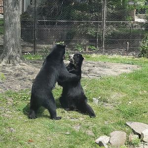 Andean Bear Play Fight