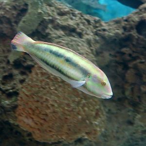 Slippery Dick (Halichoeres bivittatus)